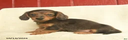 Dachshund dogs for sale: Lily  - Ad 3