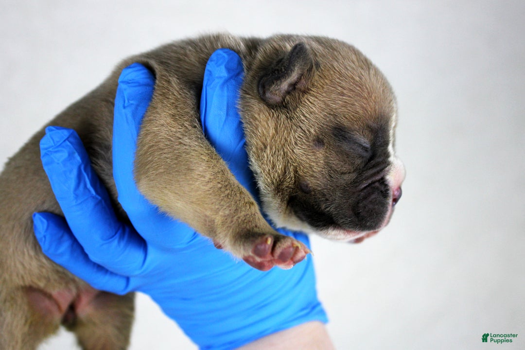 American Bully dogs for sale: Fawn Female - Ad 2