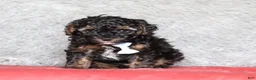 Mixed Breed dogs for sale: Ranger - Ad 3