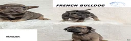 French Bulldog dogs for sale: Yoda - Ad 12