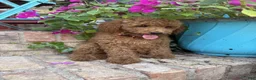 Miniature Labradoodle dogs for sale: Clover - Ad 5