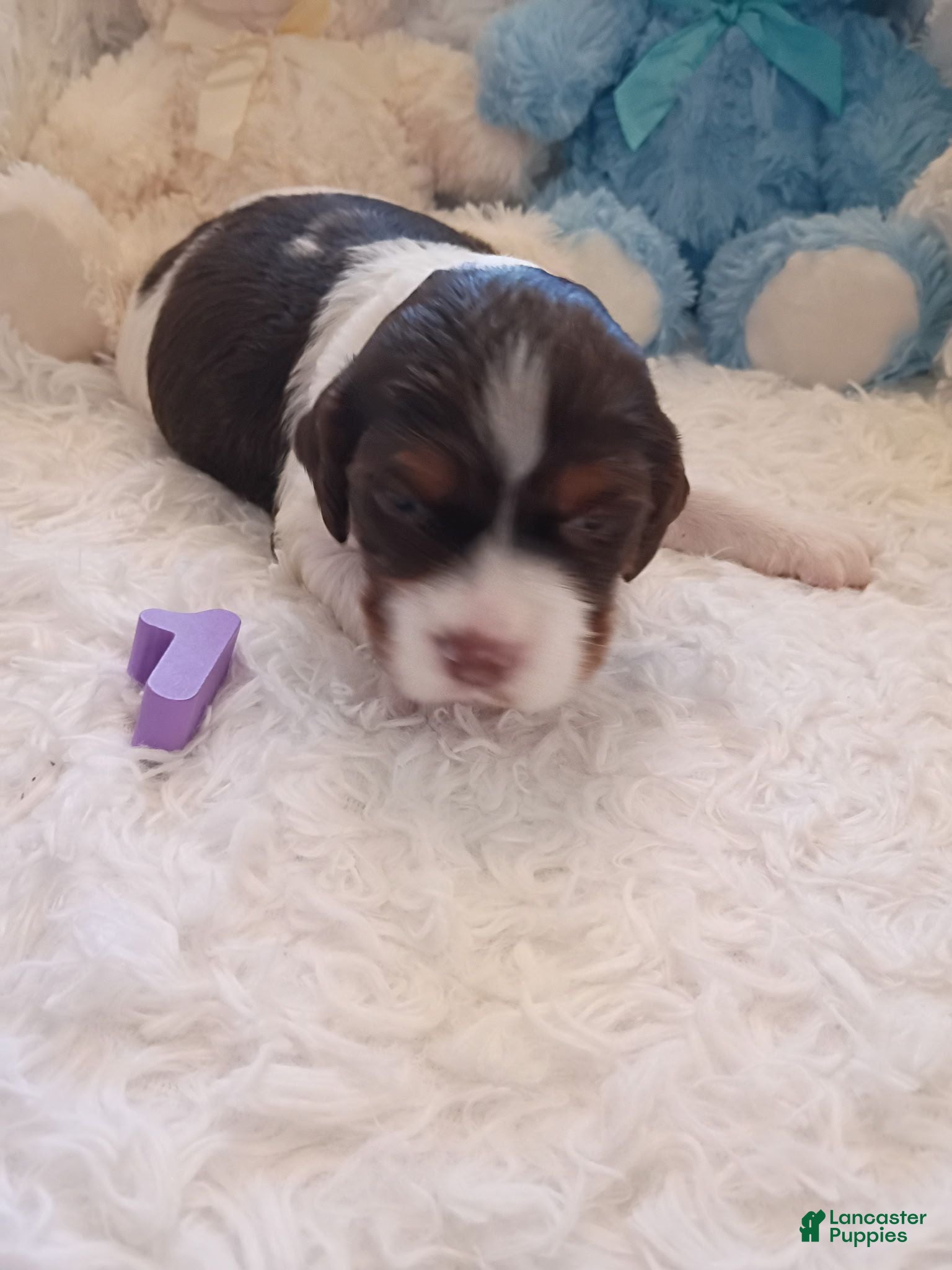 Brittany Spaniel dogs Brittany Spaniel 1 Tricolor Male - Ad 2