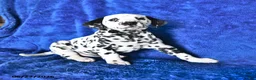 Dalmatian dogs for sale: Freckles - Ad 3