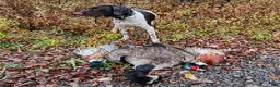 German Shorthaired Pointer dogs for sale: German Shorthaired Pointer Willow - Ad 5