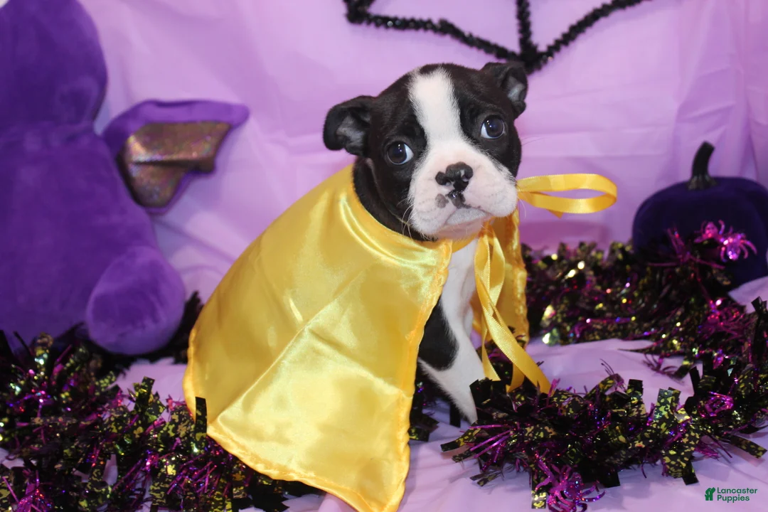 Boston Terrier dogs for sale: Zellah Our Curious Little Girl with a Big Personality - Ad 2