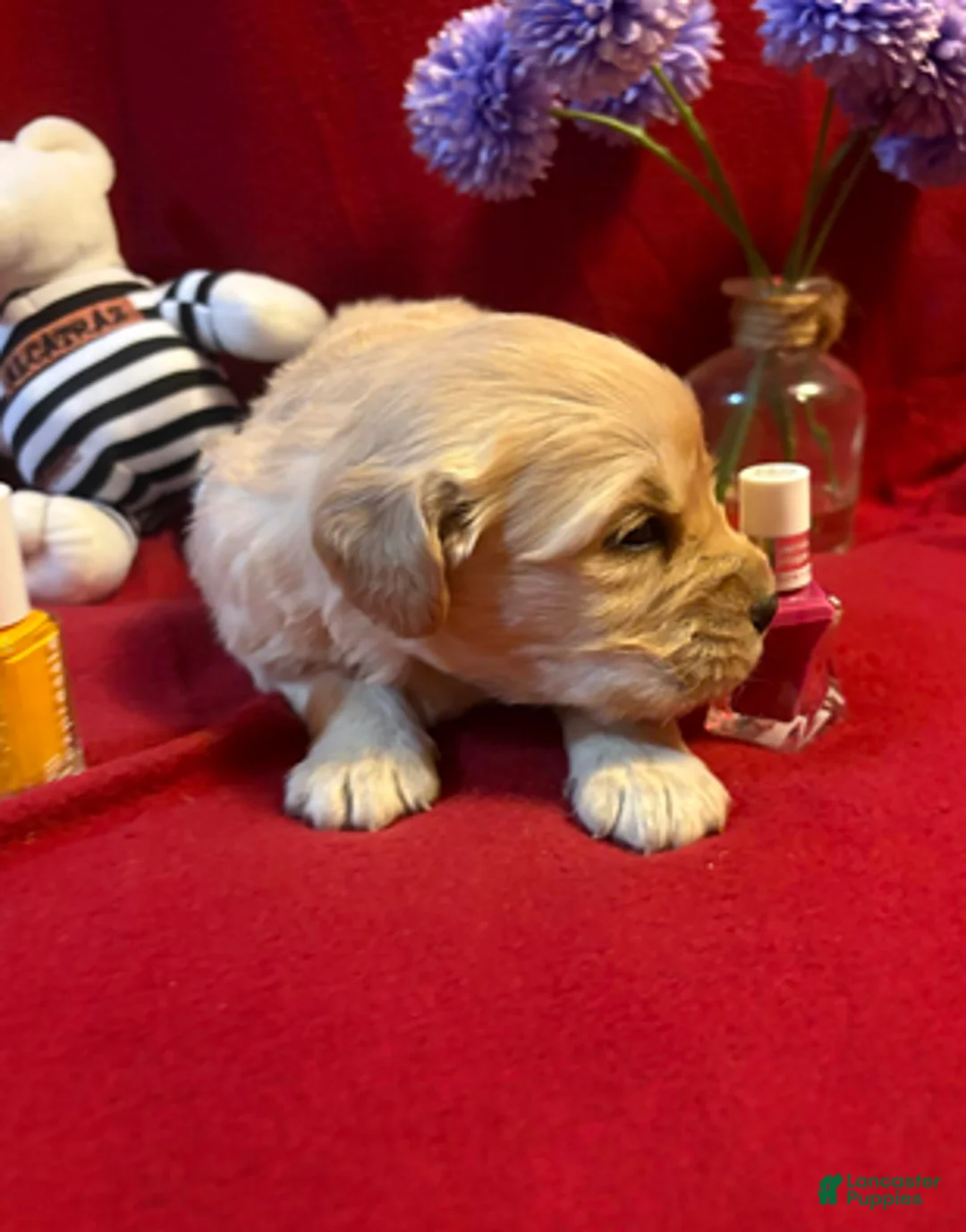 Golden Retriever dogs for sale: Rosie - Ad 2