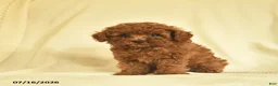 Toy Poodle dogs for sale: Luke  - Ad 4