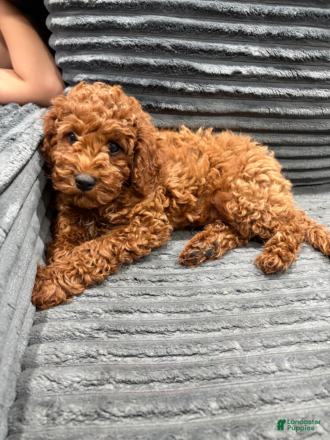 Miniature Poodle dogs for sale: Cash - Ad 1