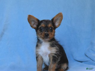 Mixed Breed dogs - Ad 1