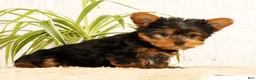 Yorkshire Terrier dogs for sale: Spencer - Ad 9