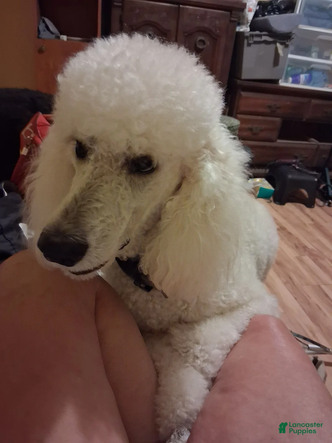 Standard Poodle dogs for sale: Standard Poodle 1 - Ad 2