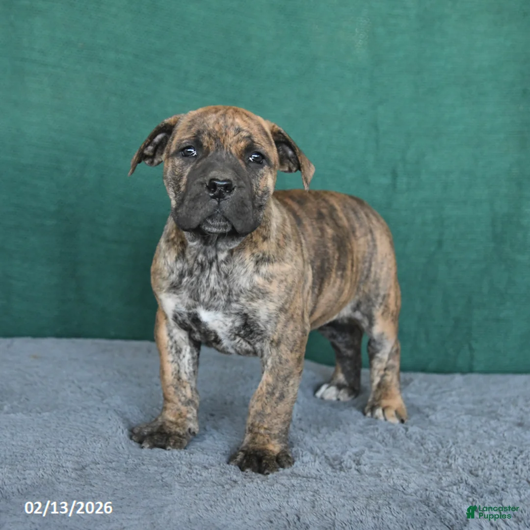 South African Boerboels dogs for sale: Abby - Ad 1