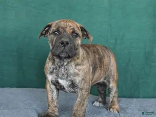 South African Boerboels dogs Abby - Ad 1