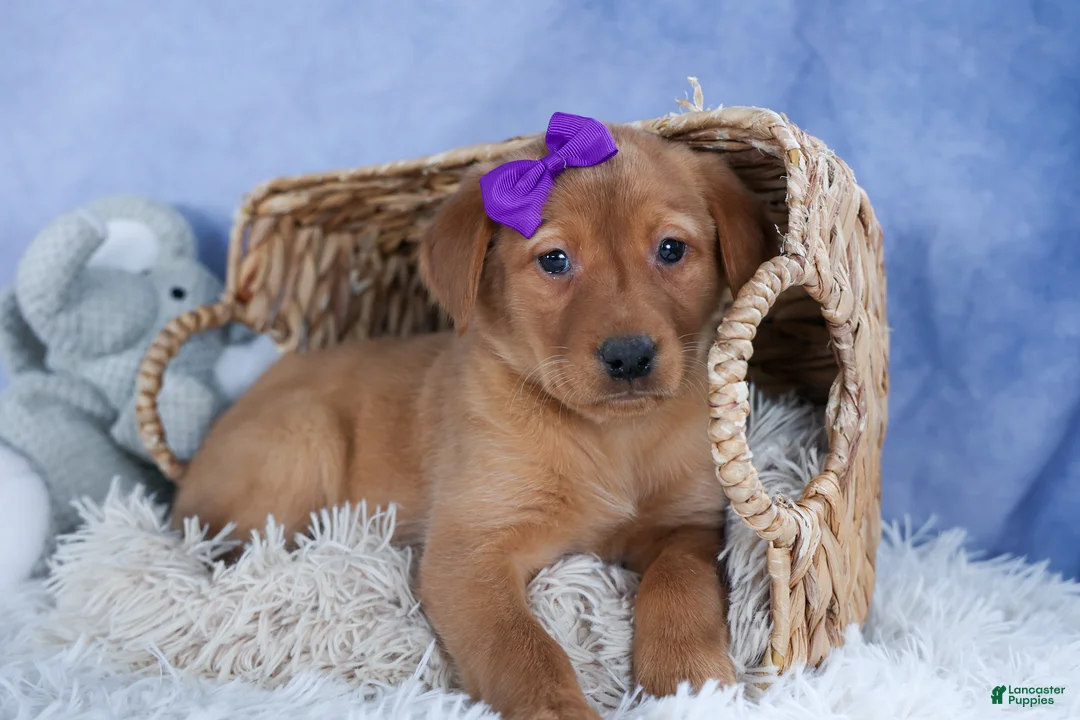 Labrador Retriever dogs for sale: DAKOTA - Ad 1