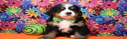 Bernese Mountain Dog dogs for sale: Heim  - Ad 2