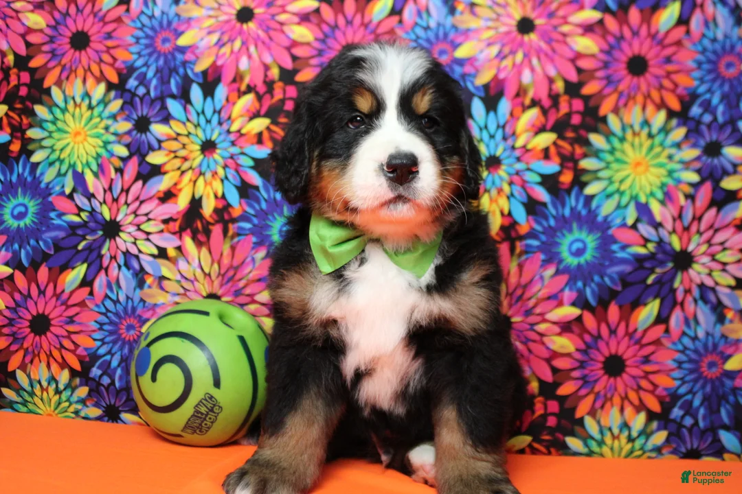 Bernese Mountain Dog dogs for sale: Heim  - Ad 2