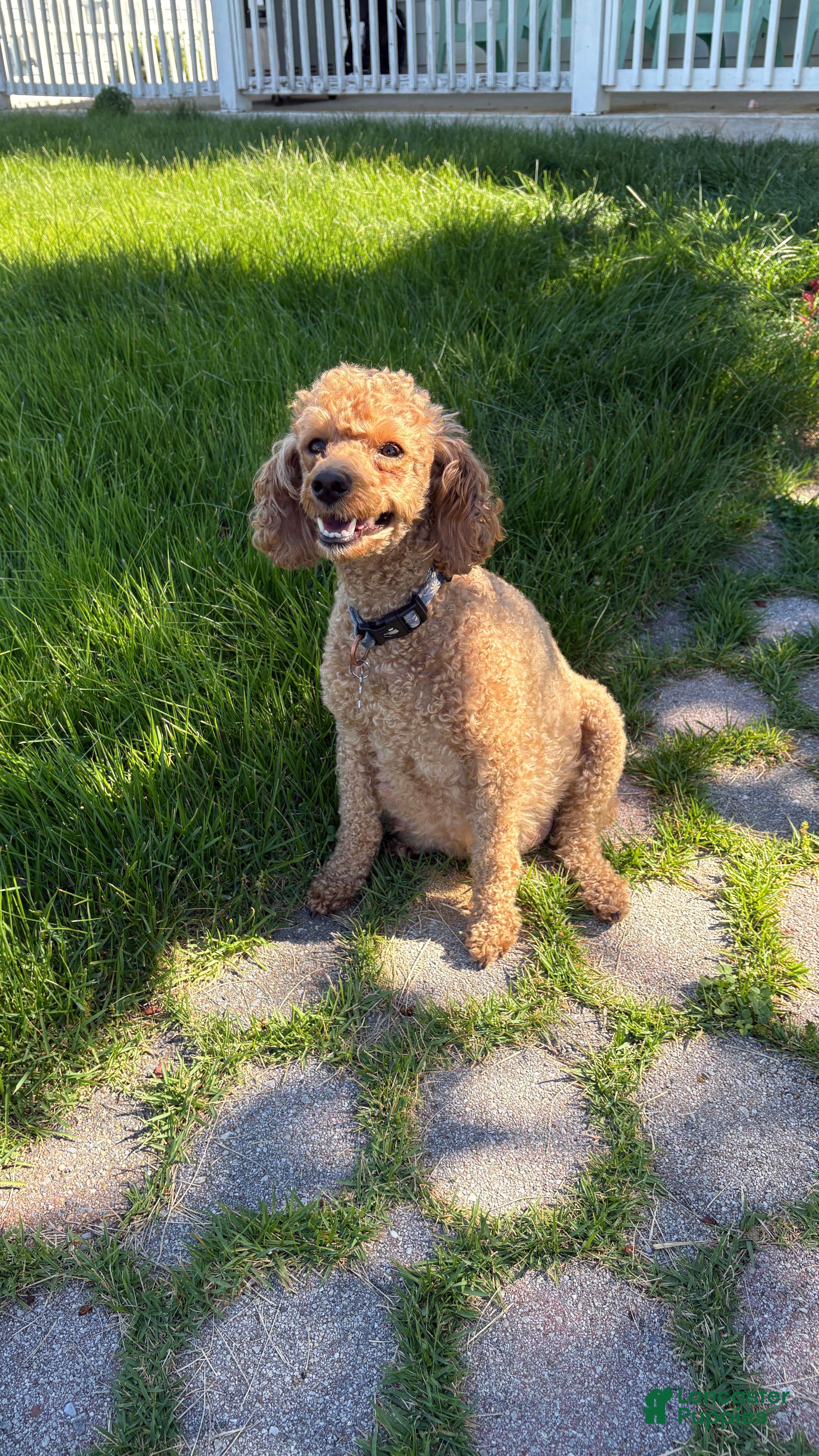 Miniature Poodle dogs Miniature Poodle 7 - Ad 2