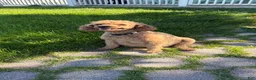 Miniature Poodle dogs for sale: Miniature Poodle 1 - Ad 3