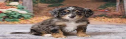 Bernedoodle dogs for sale: Kaley - Ad 2