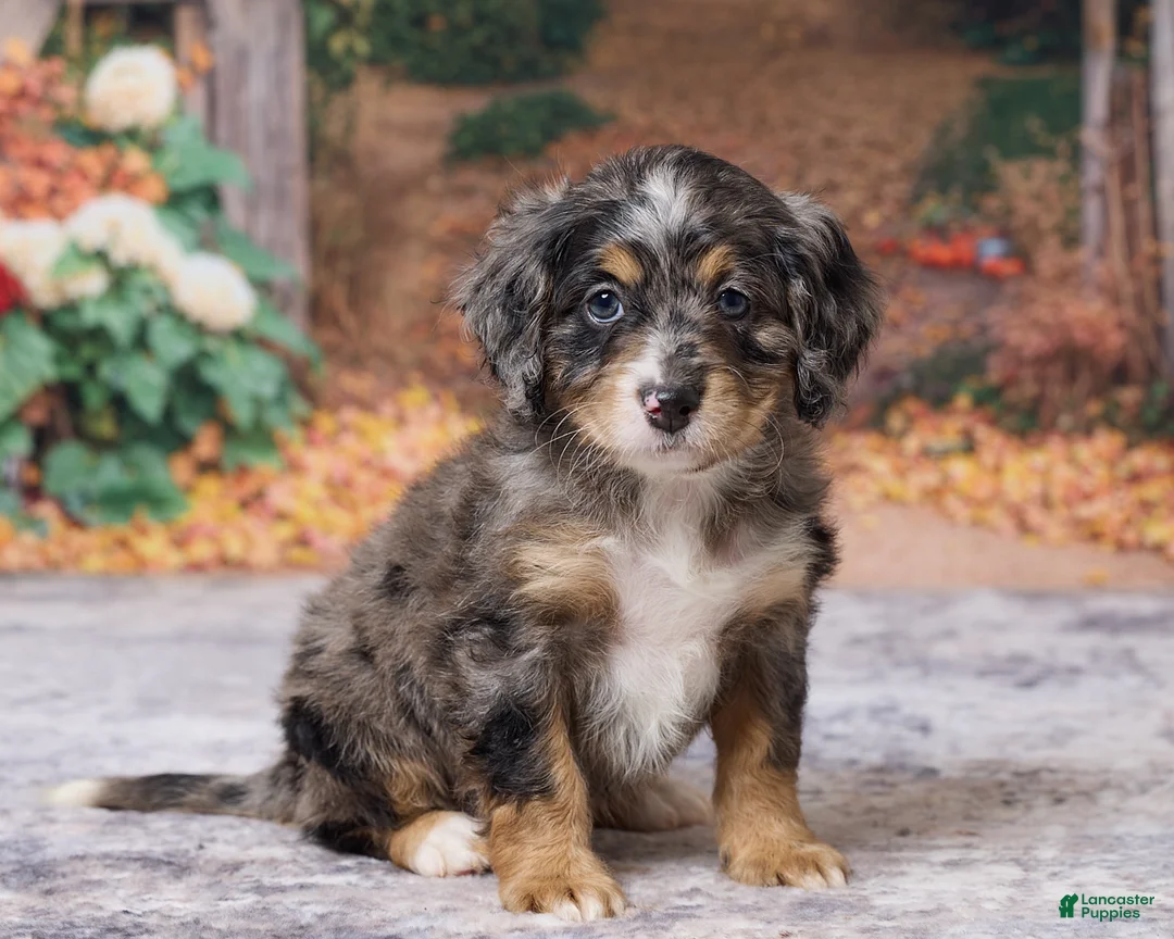 Bernedoodle dogs for sale: Kaley - Ad 2