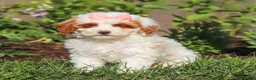 Miniature Poodle dogs for sale: Sally - Ad 7