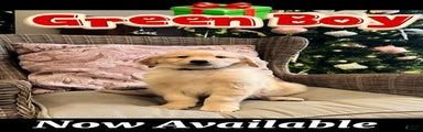 Golden Retriever Green Boy