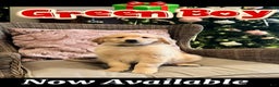 Golden Retriever dogs for sale: Golden Retriever Green Boy - Ad 1