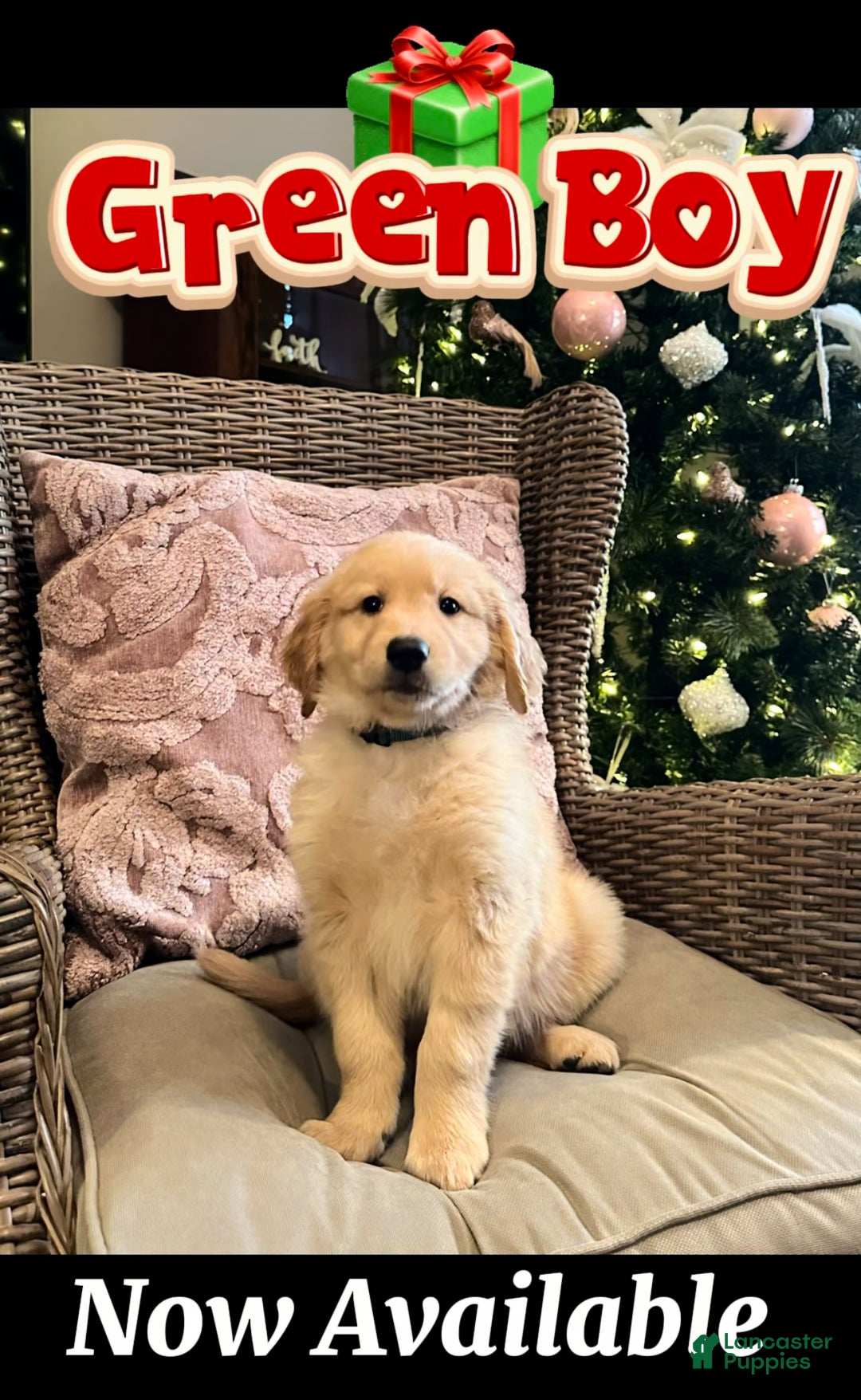 Golden Retriever dogs for sale: Golden Retriever Green Boy - Ad 1