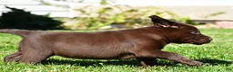 Labrador Retriever dogs for sale: Champ - Ad 8