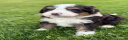 Mini Bernedoodle dogs for sale: Roamer - Ad 3