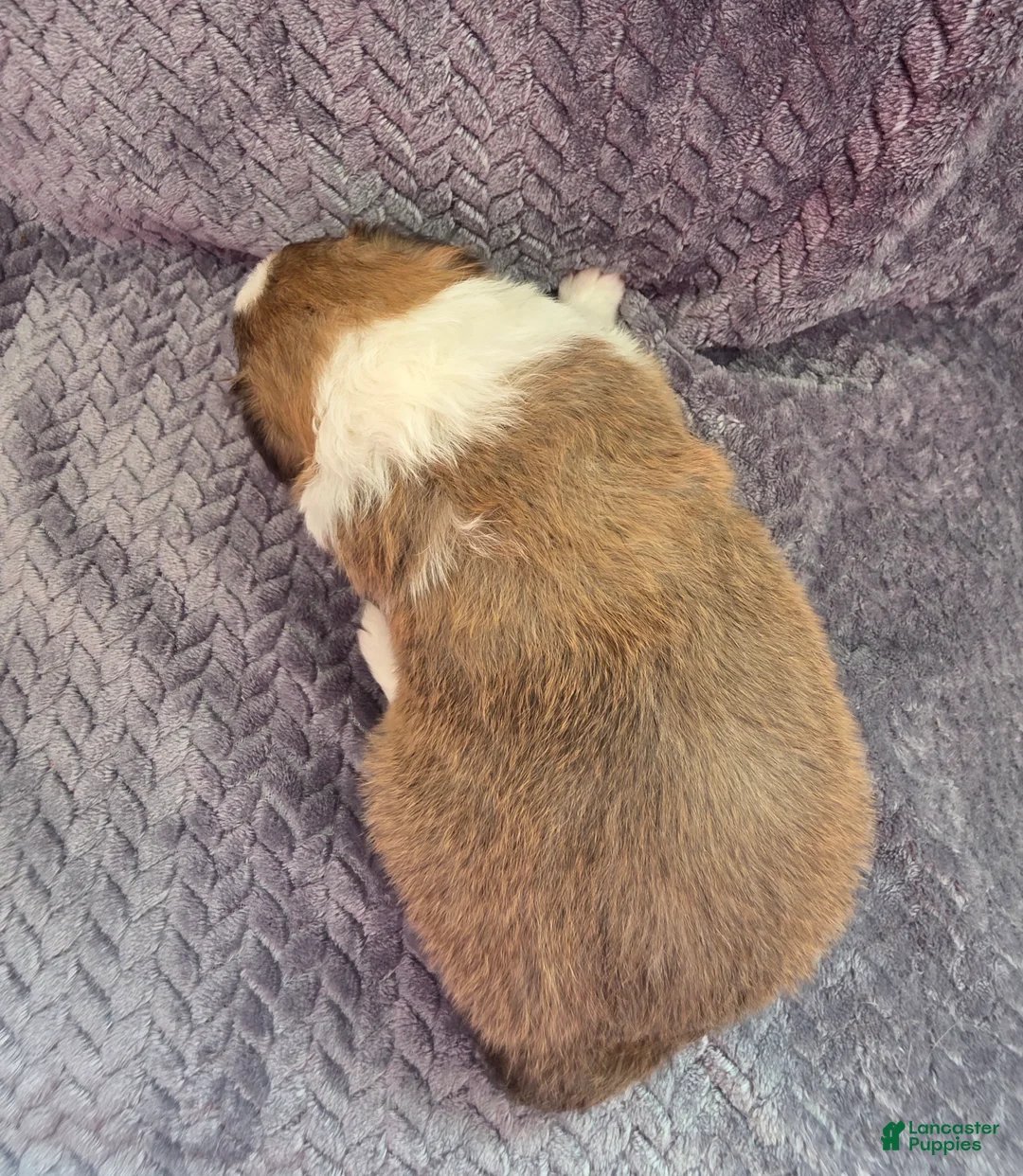 Shetland Sheepdog dogs for sale: Lucius - Ad 4