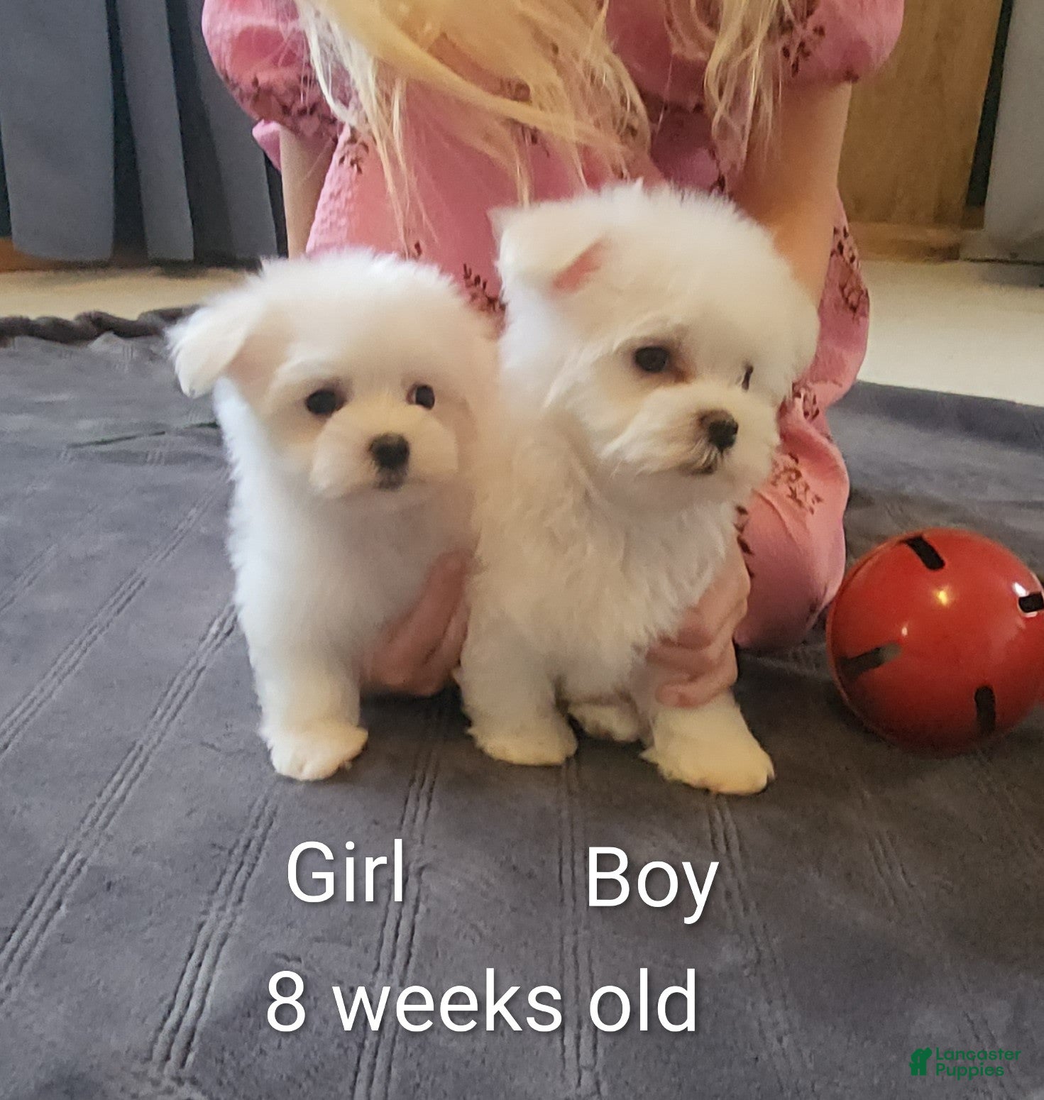 Maltese dogs Prince- Small boy, 5 lb adult  - Ad 2