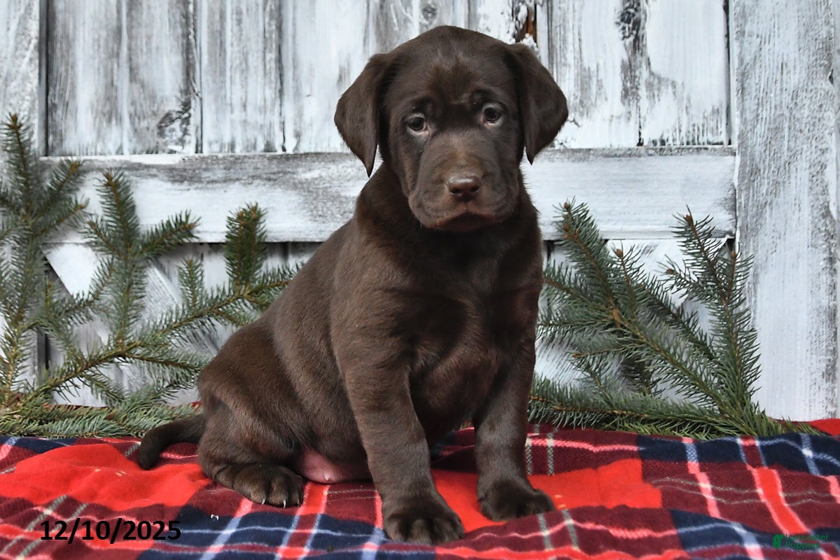 Labrador Retriever dogs Raven - Ad 34