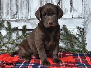 Labrador Retriever dogs Raven - Ad 29