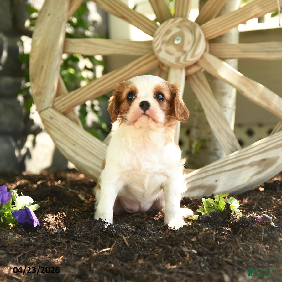 Cavalier King Charles Spaniel dogs for sale: Butterscotch - Ad 4