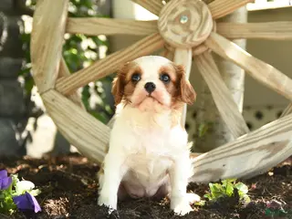 Cavalier King Charles Spaniel dogs for sale: Butterscotch - Ad 4