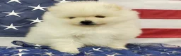 Pomeranian dogs for sale: Juliette - Ad 3