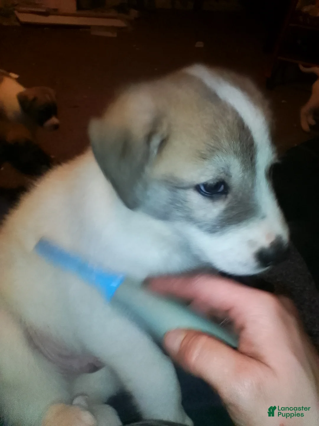 Mixed Breed dogs for sale: Chewy Boy  - Ad 8