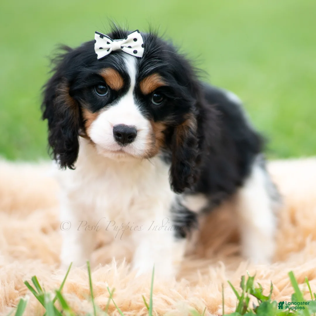 Cavalier King Charles Spaniel dogs for sale: Emmett - Ad 2