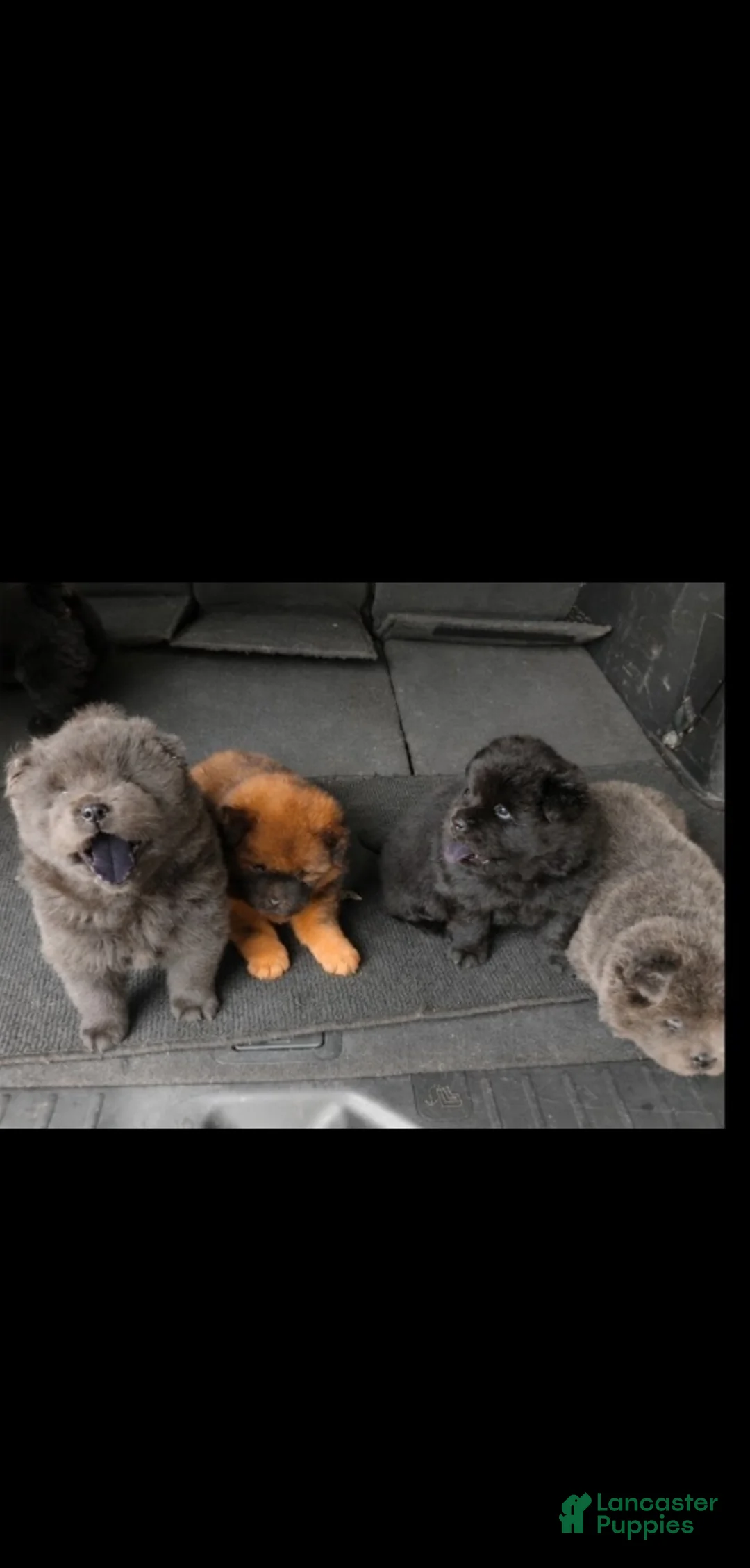 Chow Chow dogs for sale: Chow Chow 1 - Ad 5