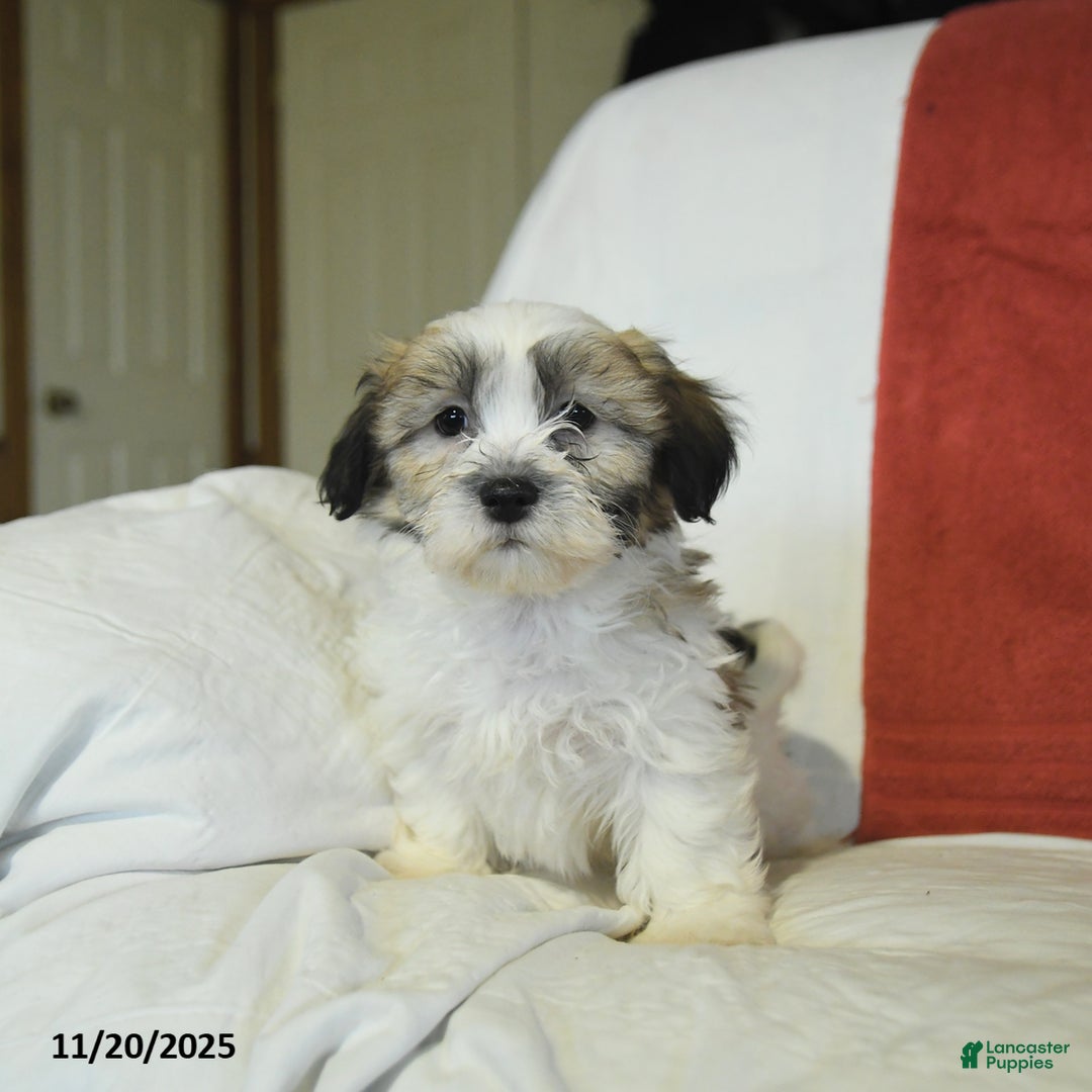 Teddy Bear dogs for sale: Benny - Ad 4