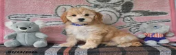 Mini Goldendoodle dogs for sale: Connie - Ad 5