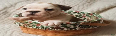 English Bulldog Puppy 6