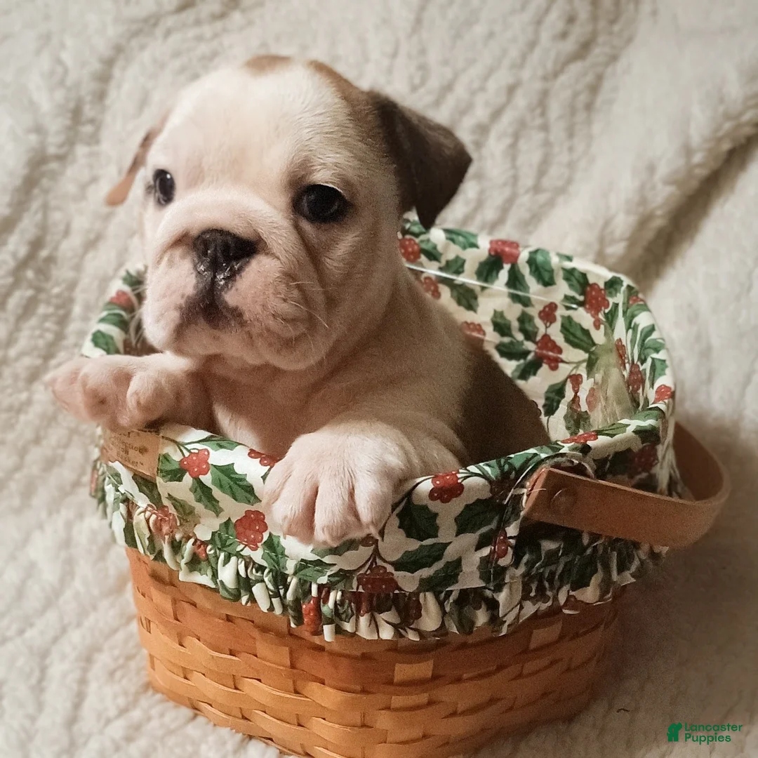 English Bulldog dogs for sale: English Bulldog Puppy 6 - Ad 1