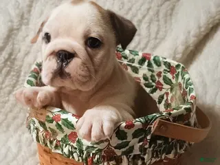 English Bulldog dogs English Bulldog Puppy 6 - Ad 17