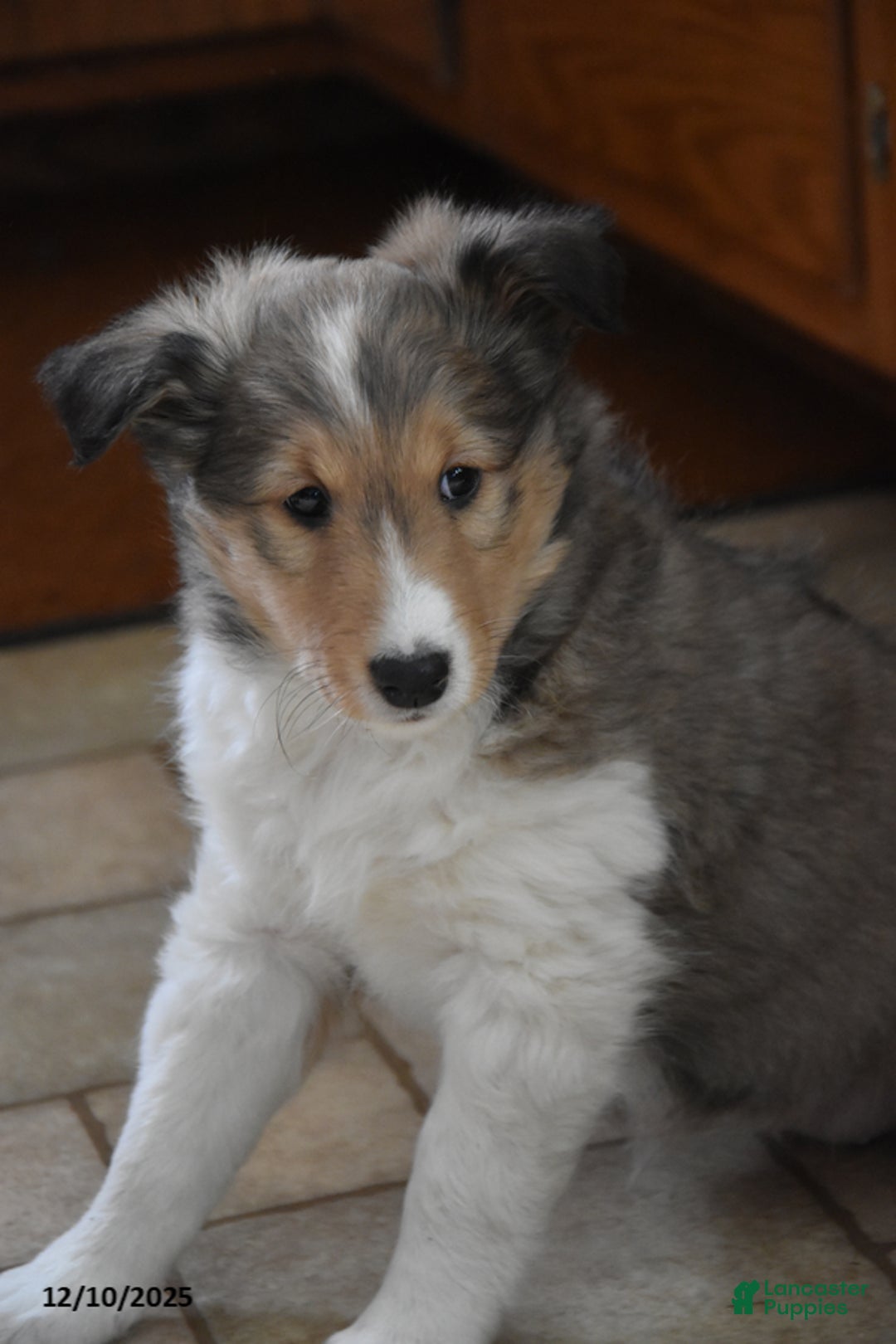 Shetland Sheepdog dogs for sale: Tonya - Ad 3