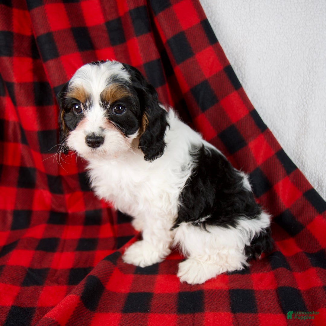 Cavapoo dogs for sale: Eden - Ad 4