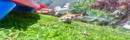 Welsh Corgi Pembroke dogs for sale: Possum - Ad 4