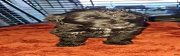 Labradoodle dogs for sale: Luna - Ad 3