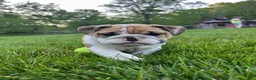 English Bulldog dogs for sale: Violet - Ad 3